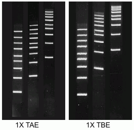 Agarose-Low Melt-MB Grade (Organic Solvent Free)