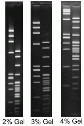 Agarose-Low Melt-Super Fine (Organic Solvent Free)