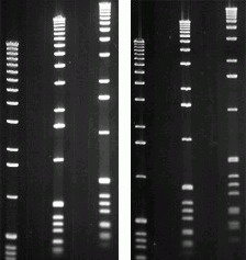 Agarose-MB Grade-High Gel Strength (Organic Solvent Free)