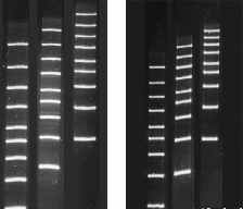 Agarose MB Grade-LE (Organic Solvent Free)