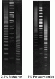 Agarose-Superfine-Intermediate Melt (Organic Solvent Free)