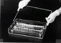 Slide Humidity Incubation Box C. elegans