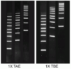 Agarose-Low Melt-MB Grade (Organic Solvent Free)