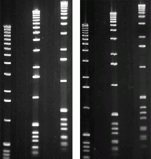 Agarose-MB Grade-High Gel Strength (Organic Solvent Free)