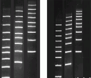 Agarose MB Grade-LE (Organic Solvent Free)