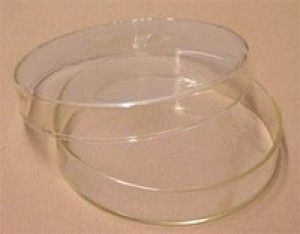 Glass Petri Dish
