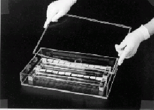 Slide Humidity Incubation Box C. elegans